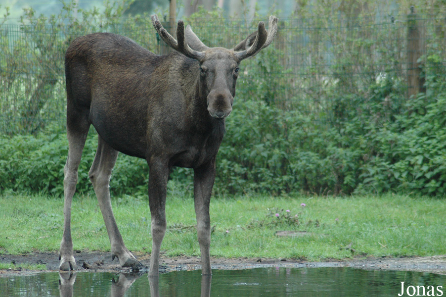 Alces alces