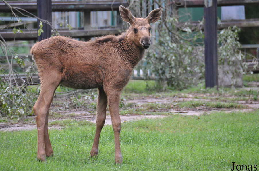 Alces alces