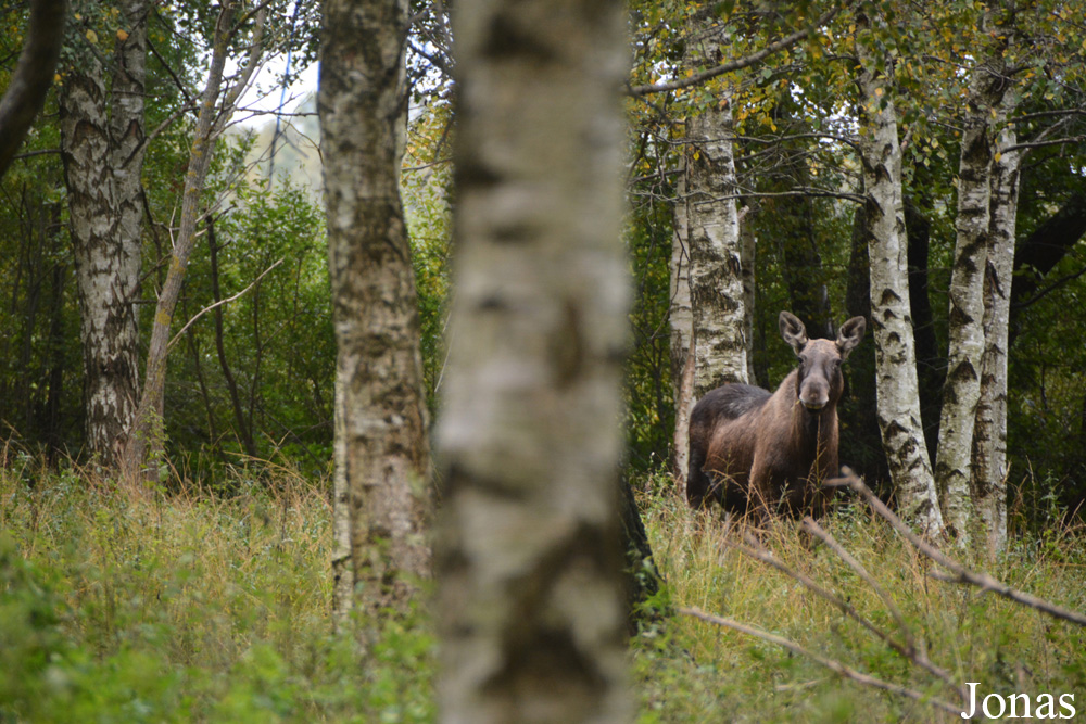 Alces alces
