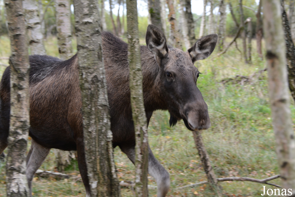 Alces alces
