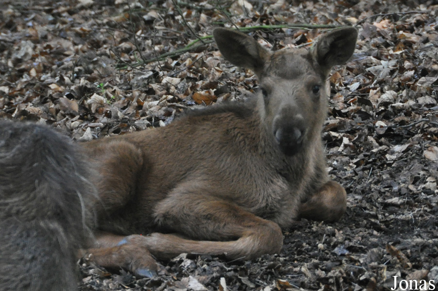 Alces alces