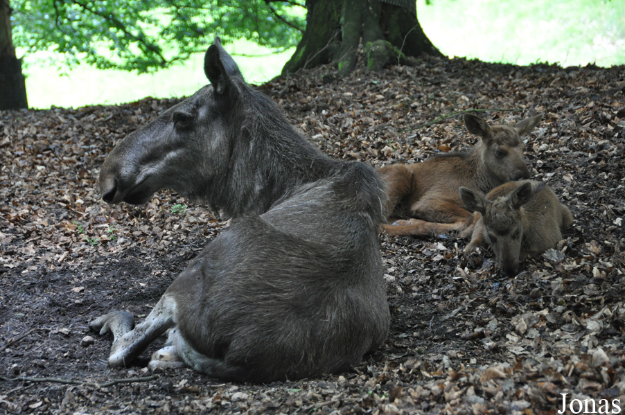 Alces alces