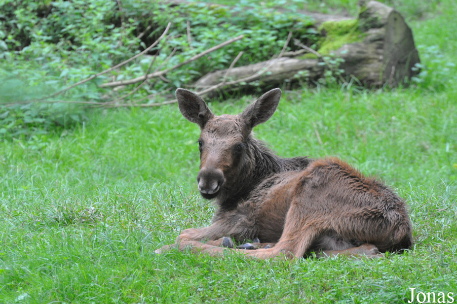 Alces alces