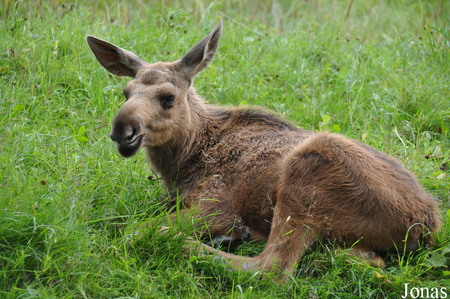 Alces alces