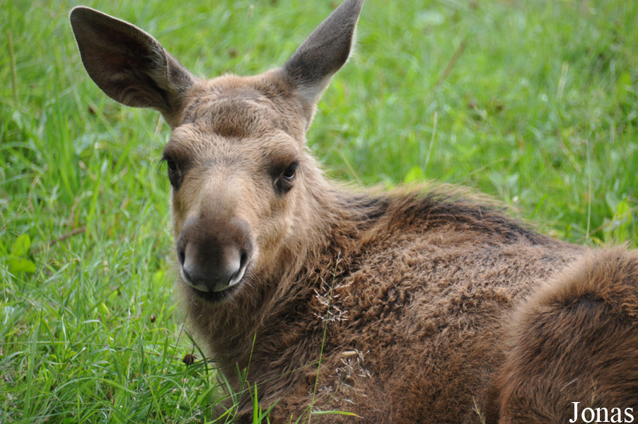 Alces alces