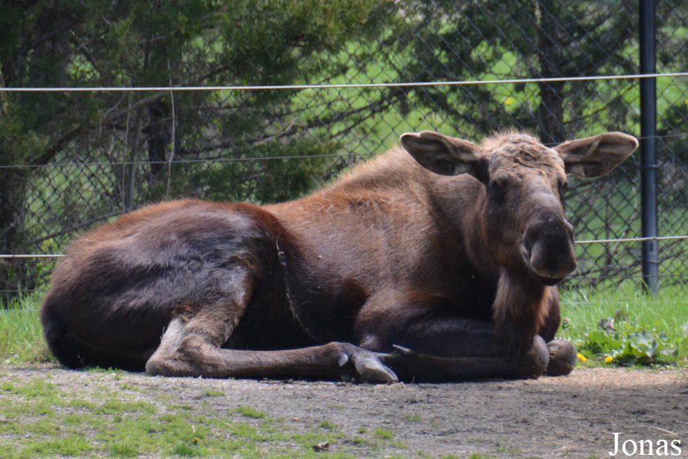 Alces americanus