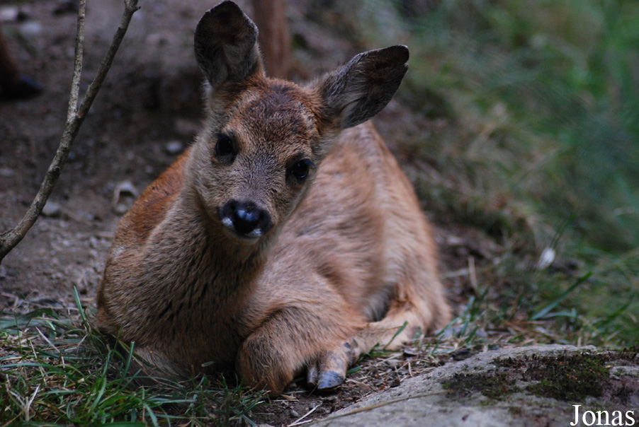 Capreolus capreolus