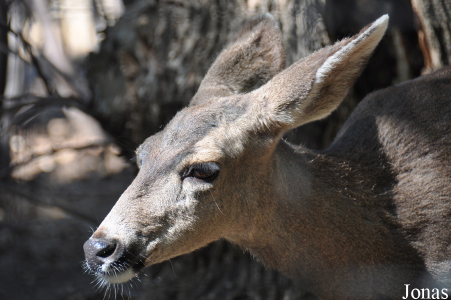 Odocoileus hemionus