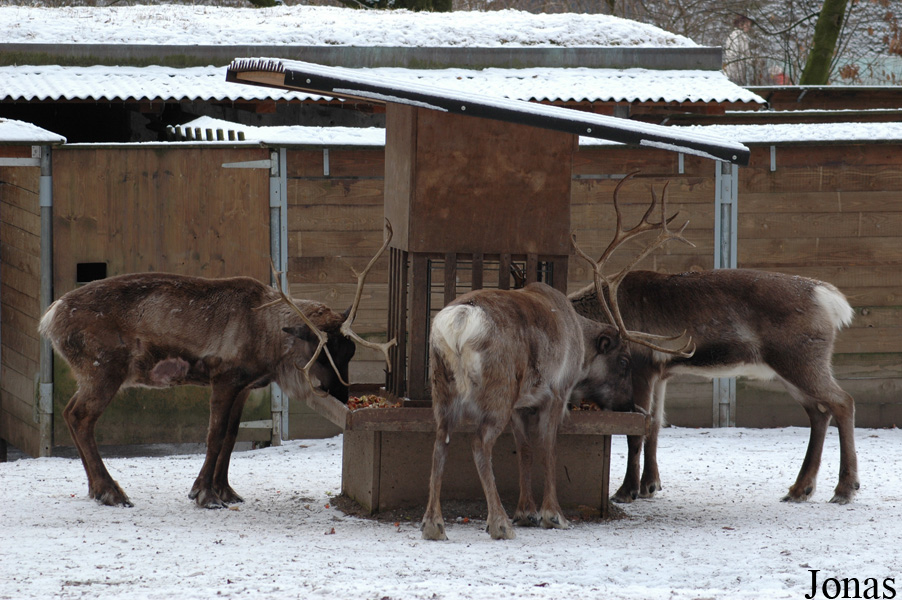 Rangifer tarandus