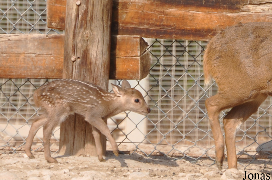 Axis porcinus