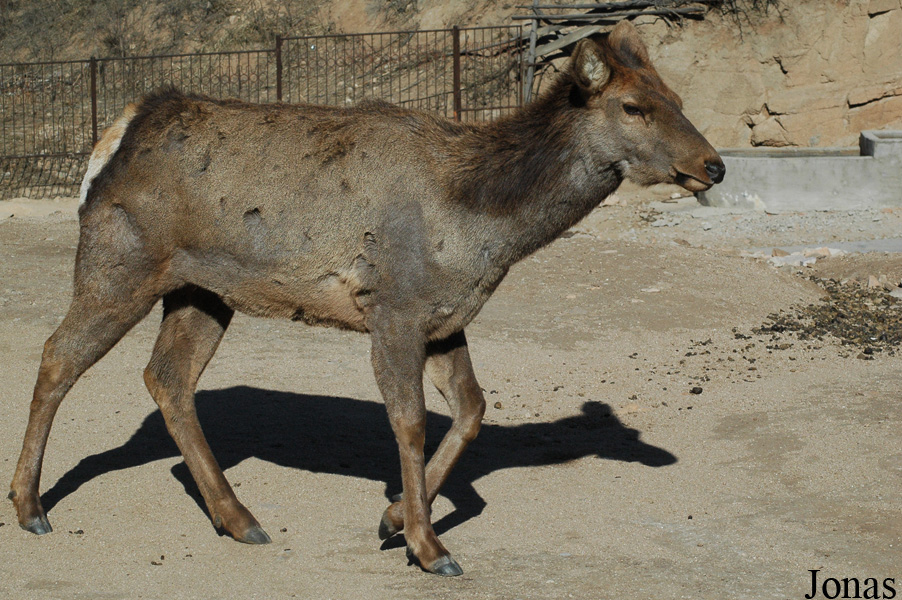 Cervus canadensis