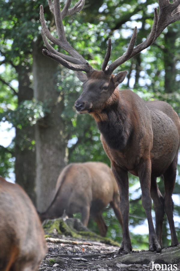 Cervus canadensis
