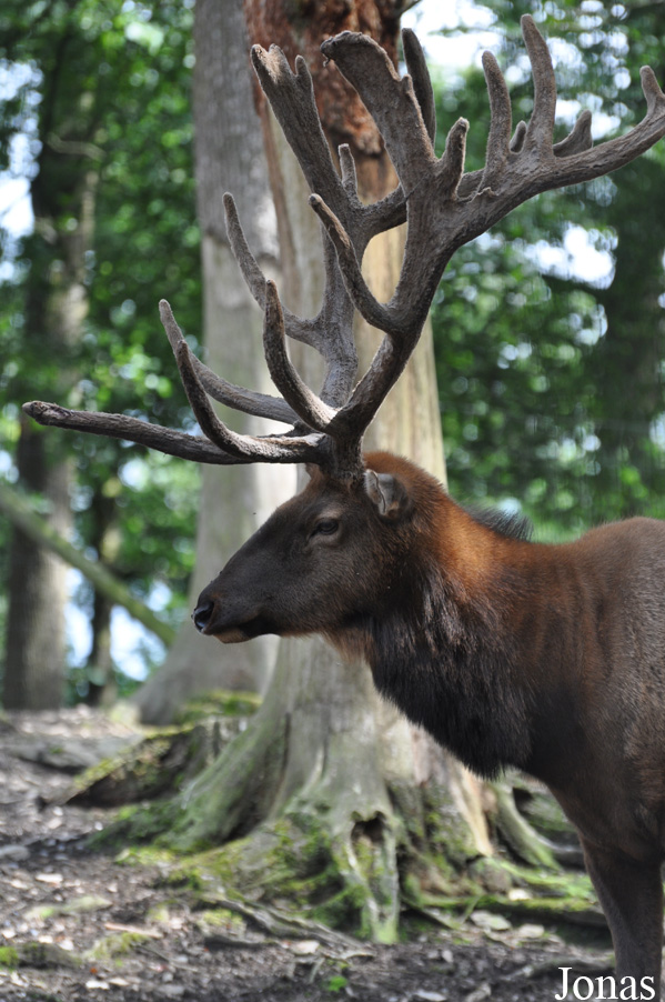 Cervus canadensis