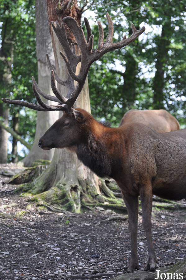 Cervus canadensis