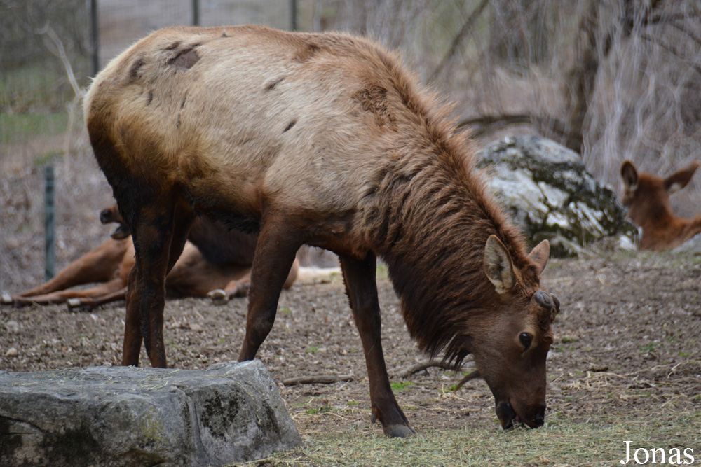 Cervus canadensis roosevelti