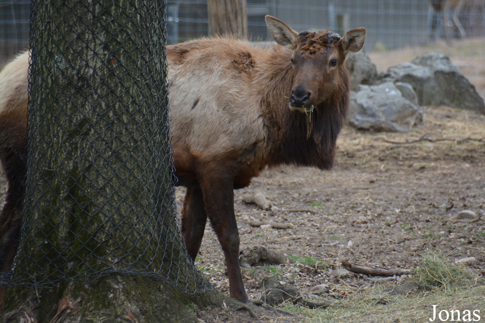 Cervus canadensis roosevelti