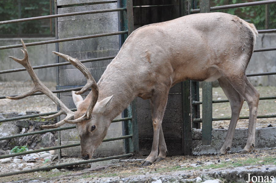 Cervus elaphus bactrianus