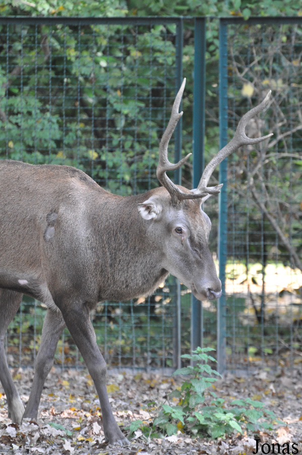 Cervus elaphus barbarus