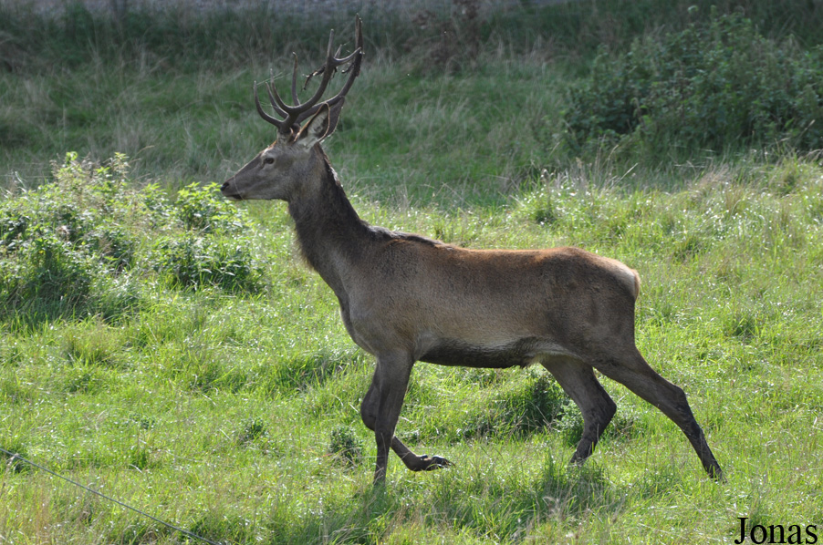 Cervus elaphus elaphus