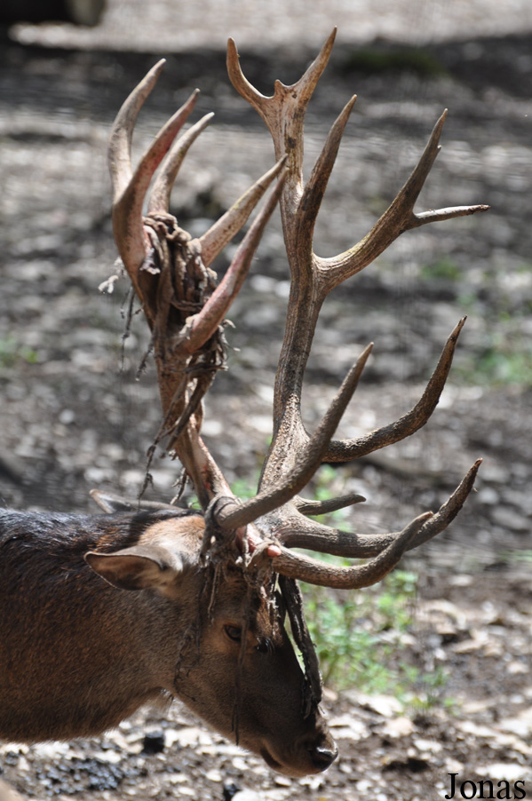 Cervus elaphus hippelaphus