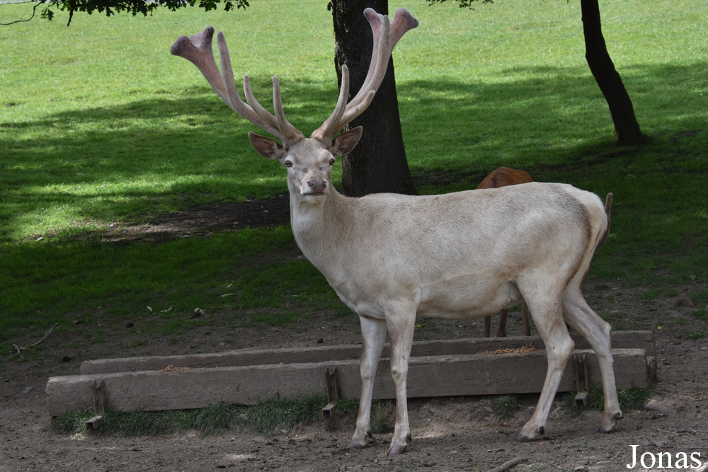 Cervus elaphus hippelaphus