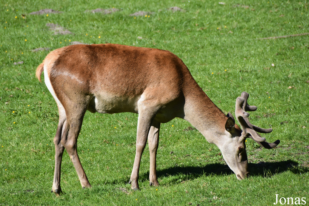 Cervus elaphus hippelaphus