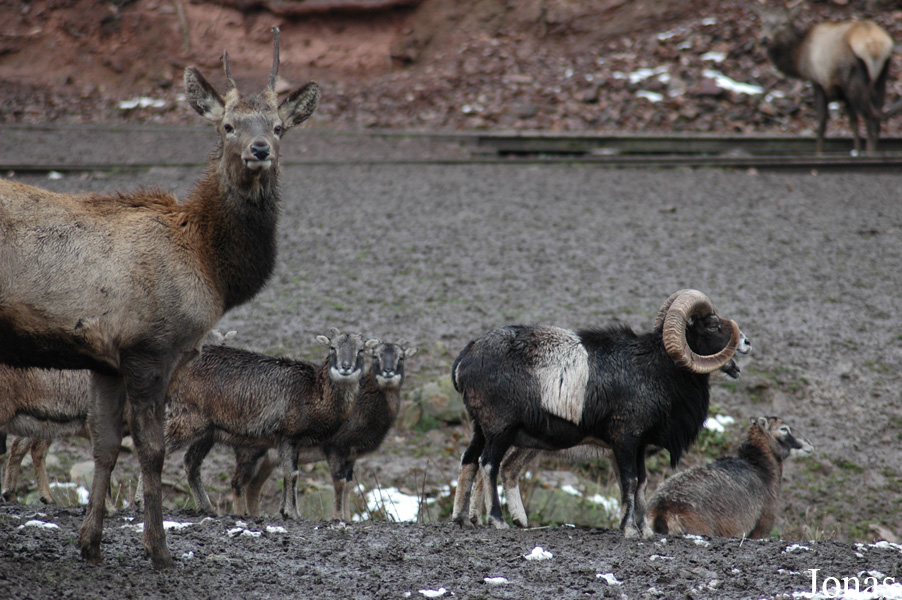Cervus elaphus hippelaphus