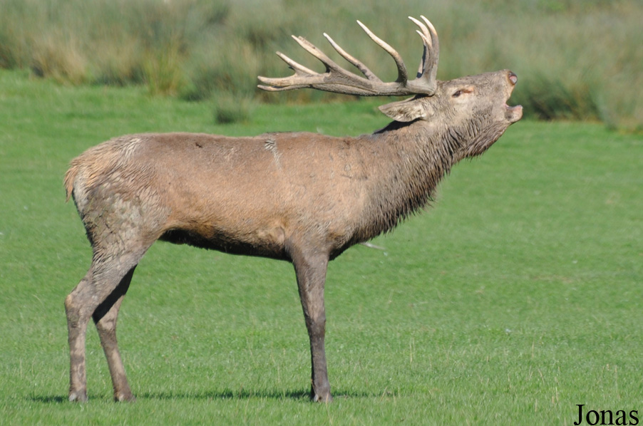 Cervus elaphus hippelaphus