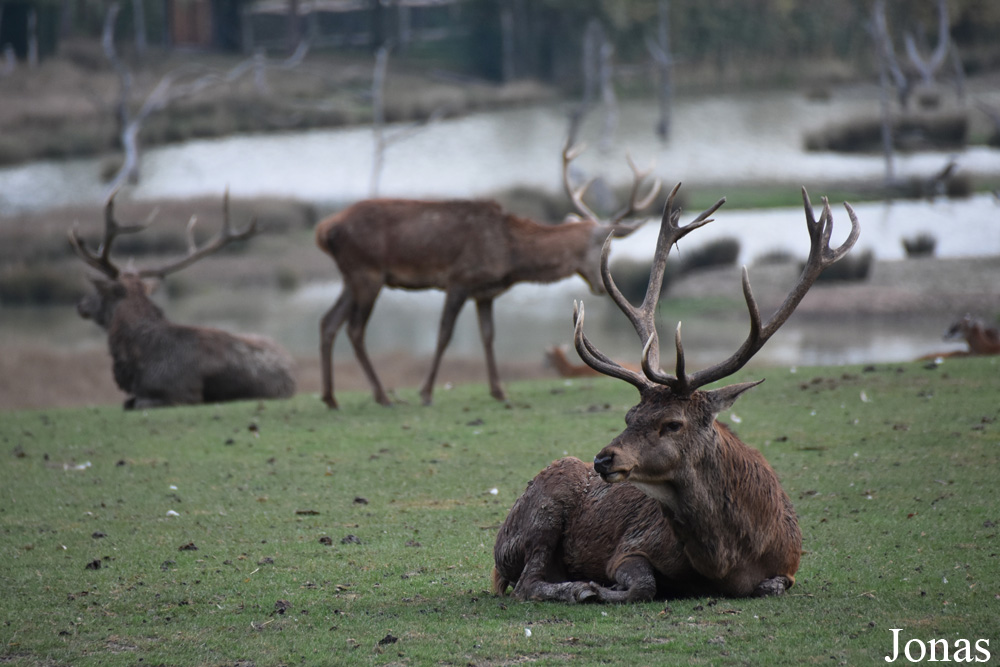 Cervus elaphus hippelaphus
