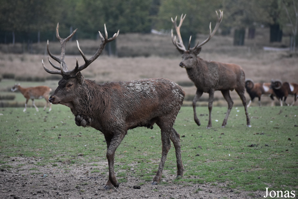 Cervus elaphus hippelaphus