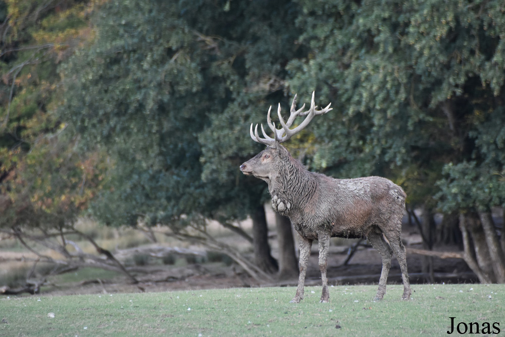 Cervus elaphus hippelaphus