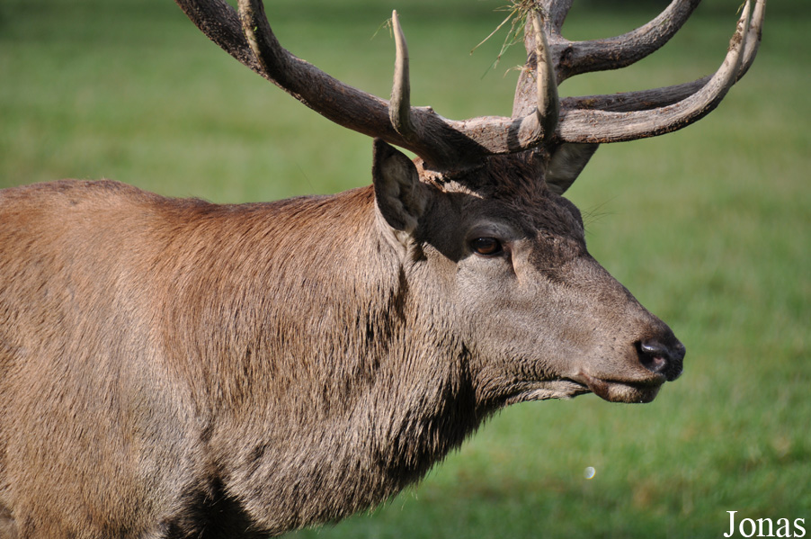 Cervus elaphus hippelaphus