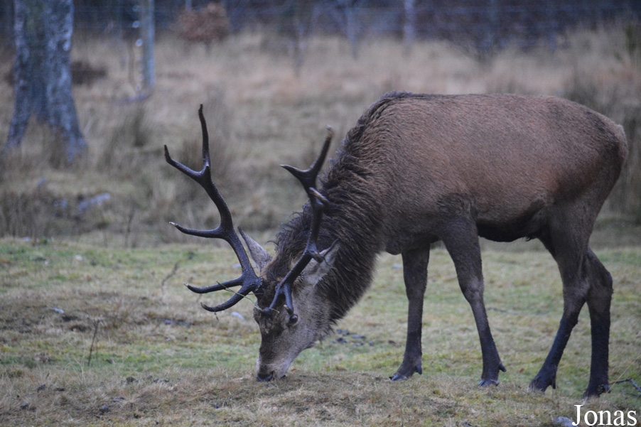 Cervus elaphus scoticus