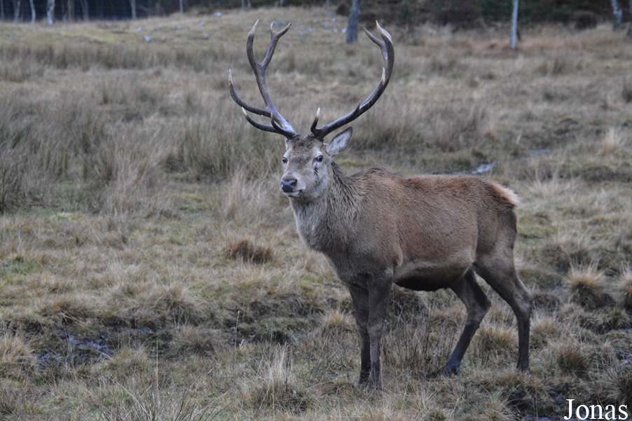 Cervus elaphus scoticus