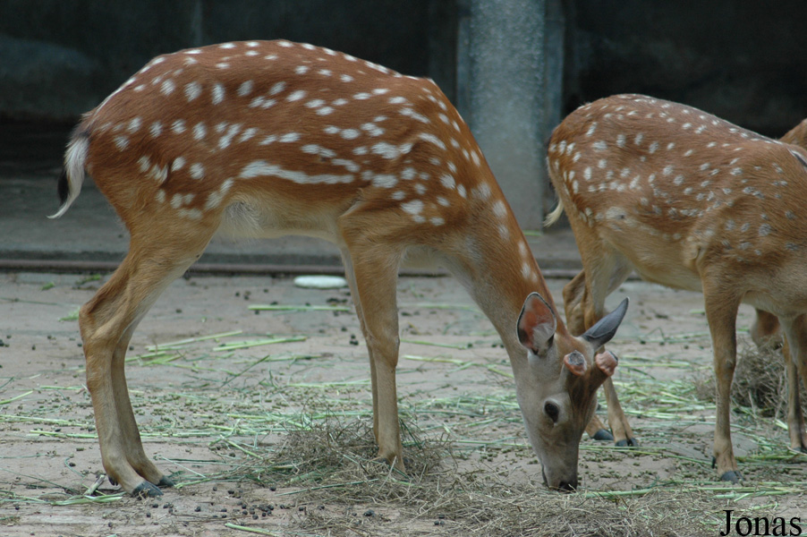 Cervus nippon