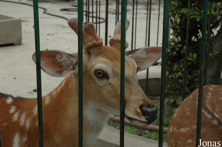 Cervus nippon