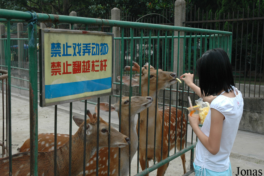 Cervus nippon