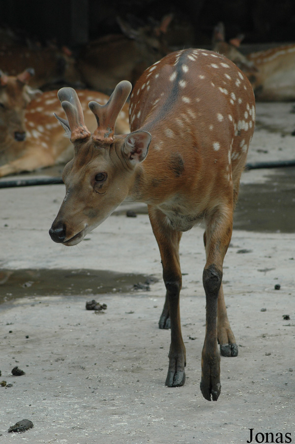 Cervus nippon