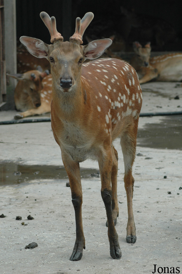 Cervus nippon