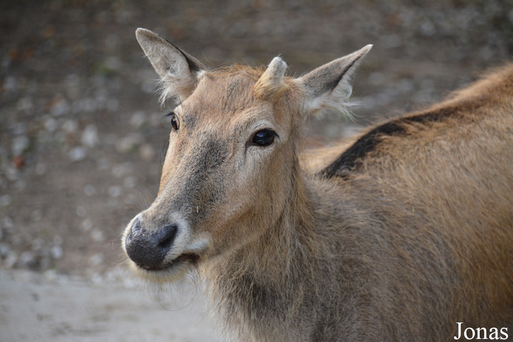 Elaphurus davidianus