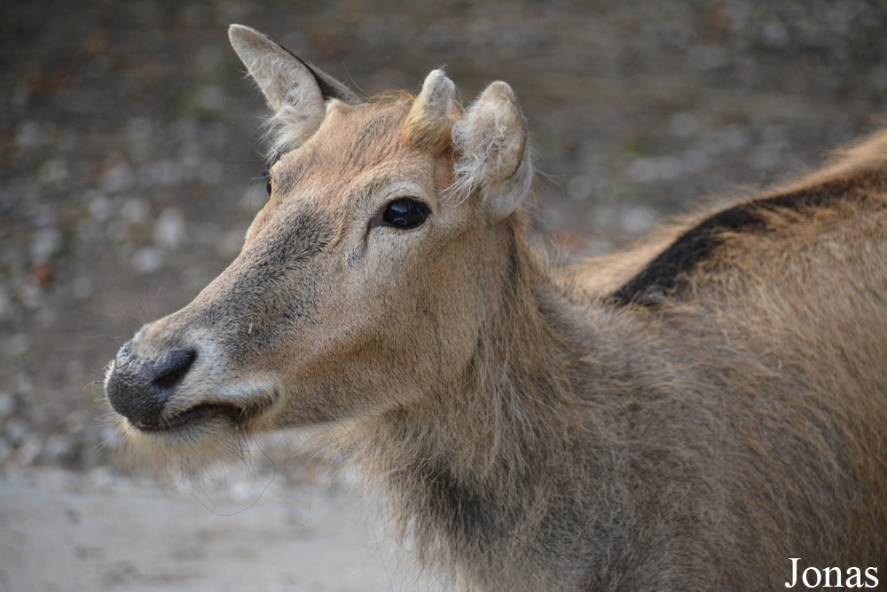 Elaphurus davidianus