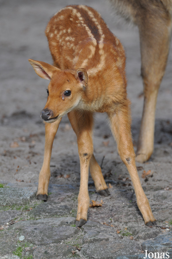 Rucervus duvaucelii