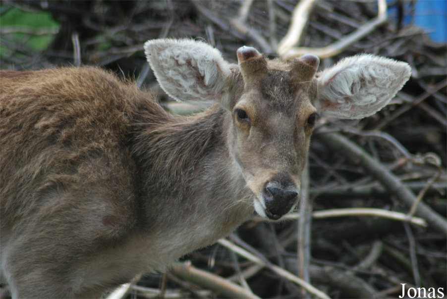 Rucervus duvaucelii