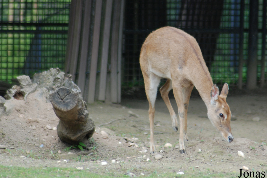 Rucervus eldii thamin