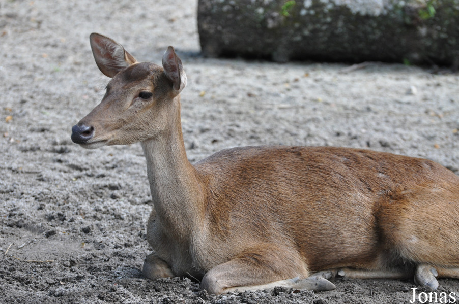 Rusa timorensis
