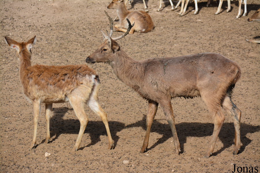 Rusa unicolor