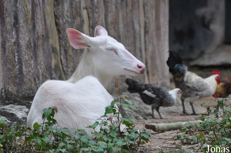 Rusa unicolor cambojensis