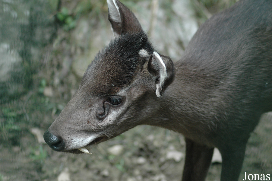 Elaphodus cephalophus