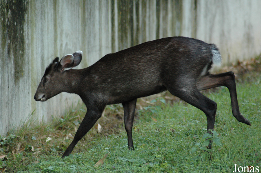 Elaphodus cephalophus michianus