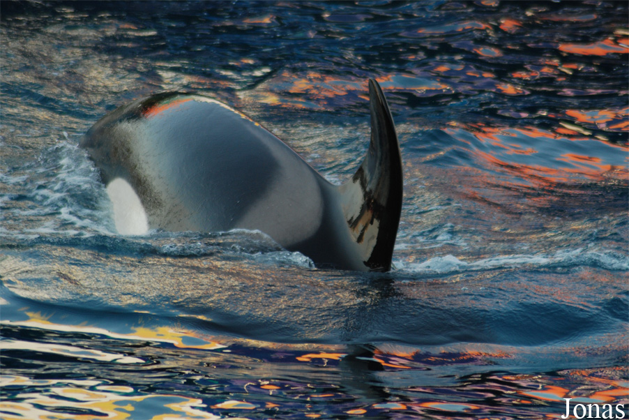 Orcinus orca
